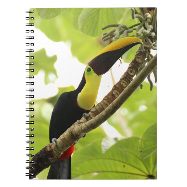 Swainson-Tukan Exotischer Vogel Notizblock (Vorderseite)