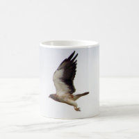 Swainsons Falke-Tasse