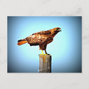 Swainson's Hawk Postkarte