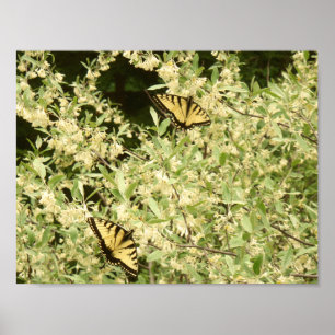 Swallowtail butterflies on flowering shrub poster