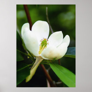 Swamp Magnolia Poster