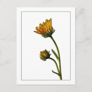 Swamp Sonnenblume Botanisches Foto Sketch Postkart Postkarte
