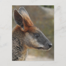 Swamp Wallaby Postcard Postkarte