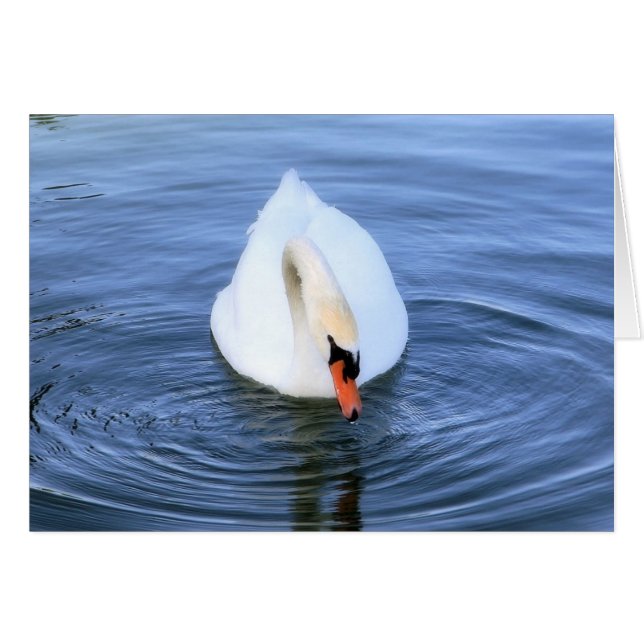 Swan #2 (Vorderseite (Horizontal))