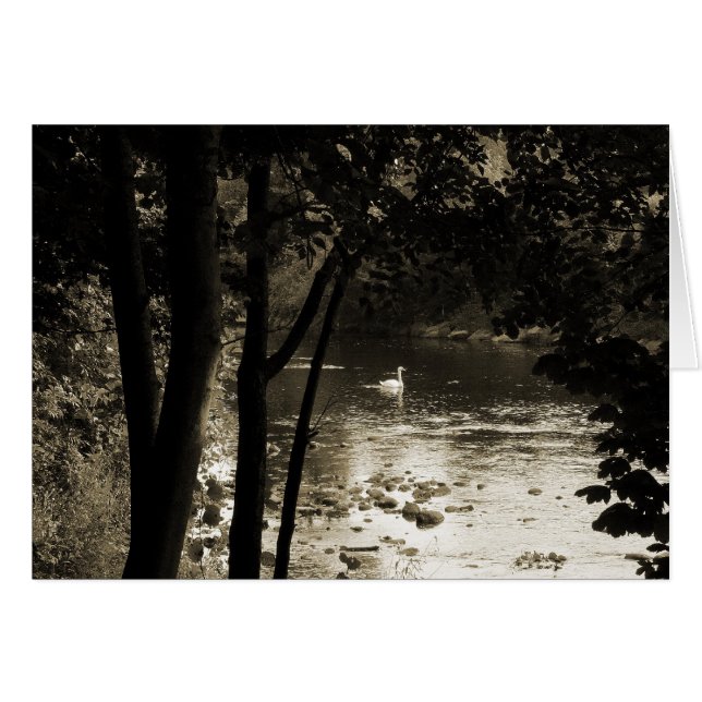 Swan am Fluss (Vorderseite (Horizontal))