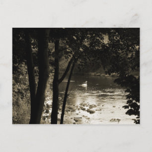 Swan am Fluss Postkarte