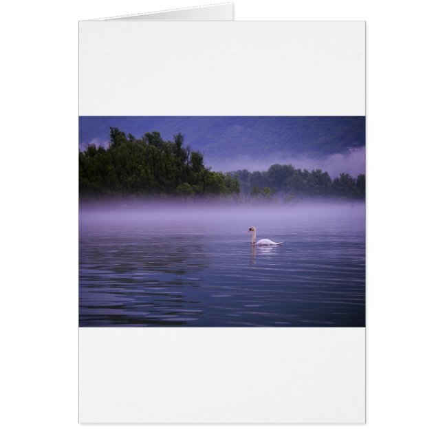 Swan am See (Vorne)
