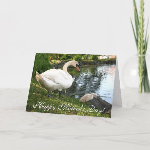 Swan and baby cygnet Muttertagskarte Karte