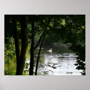 Swan auf dem Fluss II Poster