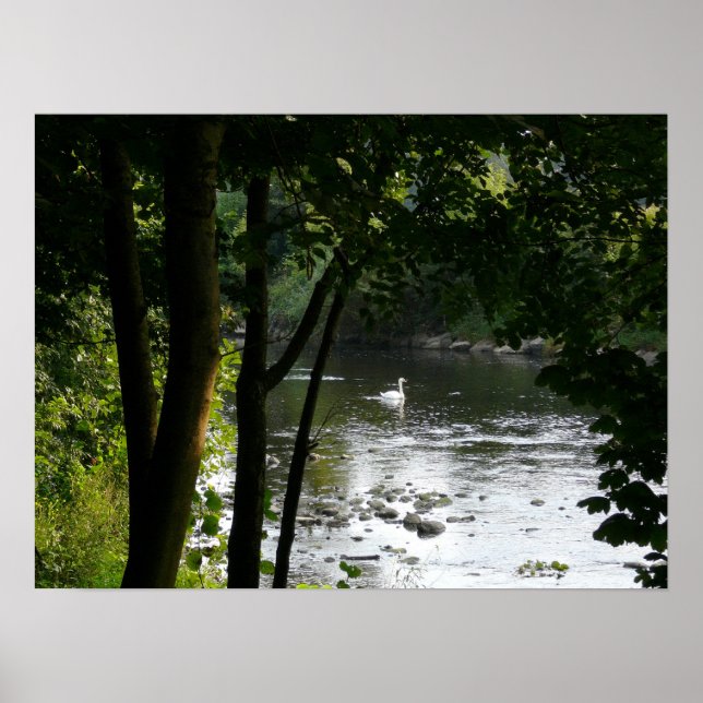 Swan auf dem Fluss II Poster (Vorne)