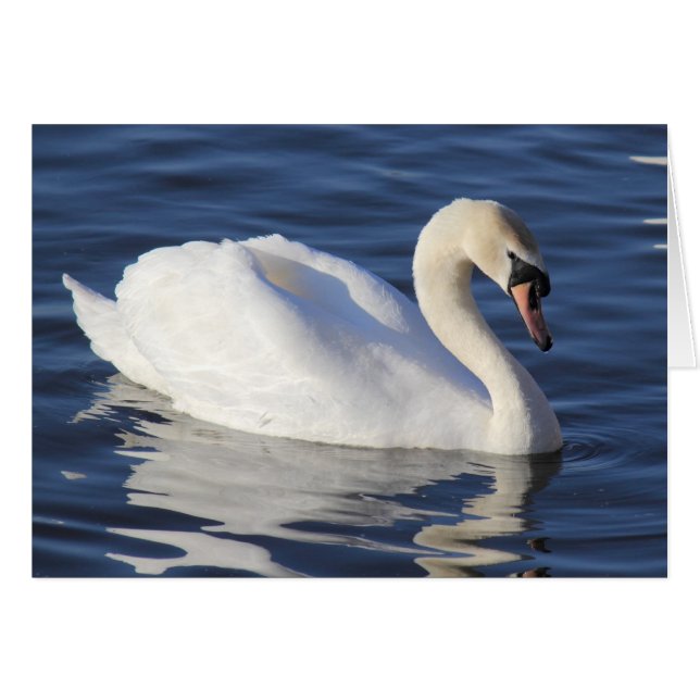 Swan auf einem See (Vorderseite (Horizontal))