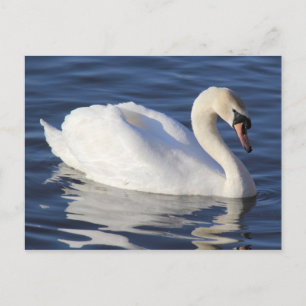Swan auf einem See Postkarte