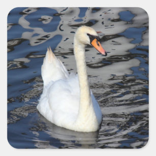 Swan auf einem See Quadratischer Aufkleber