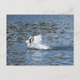 Swan auf einer Postkarte ausstreichen