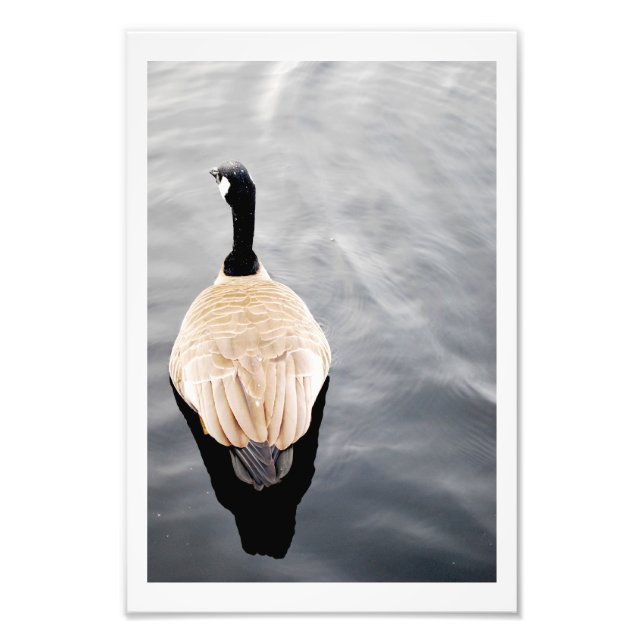 Swan auf Lake Color Poster Foto (Vorne)