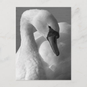 Swan B&W Postkarte