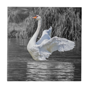 Swan Black and White Fotografy Fliese