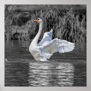Swan Black and White Fotografy Poster