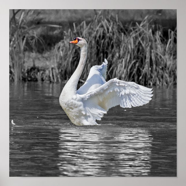 Swan Black and White Fotografy Poster (Vorne)
