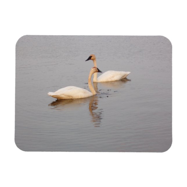 Swan Couple Flexible Foto Magnet (Horizontal)