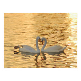 Swan Couple Meeting bei Sonnenuntergang Fotodruck