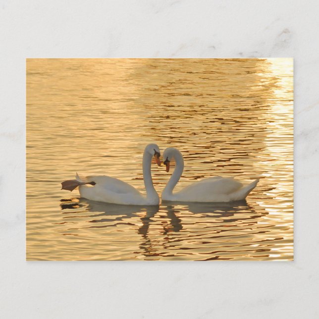 Swan Couple Meeting bei Sonnenuntergang Postkarte (Vorderseite)