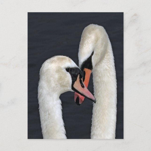 Swan Couple Postcard Postkarte (Vorderseite)
