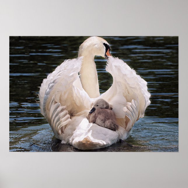 Swan & Cygnets Poster (Vorne)