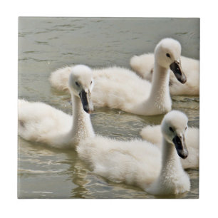 Swan Cygnets Schwimmen Fliese