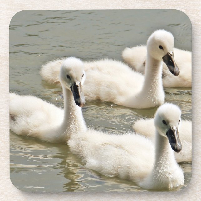 Swan Cygnets Schwimmen Getränkeuntersetzer (Vorderseite)