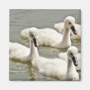 Swan Cygnets Schwimmen Magnet