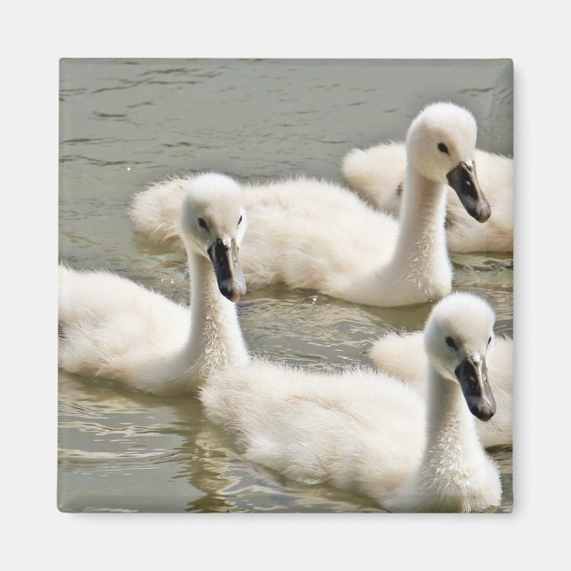 Swan Cygnets Schwimmen Magnet (Vorne)