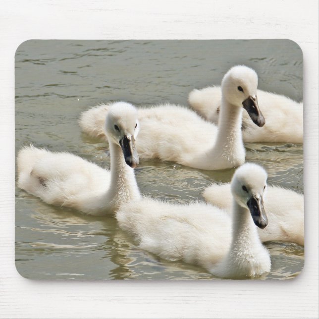Swan Cygnets Schwimmen Mousepad (Vorne)