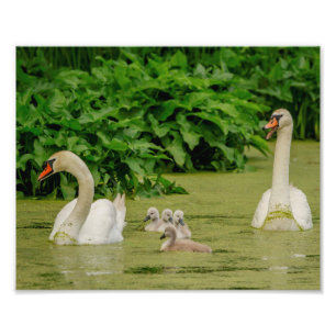 Swan-Familie 10x8 Fotodruck