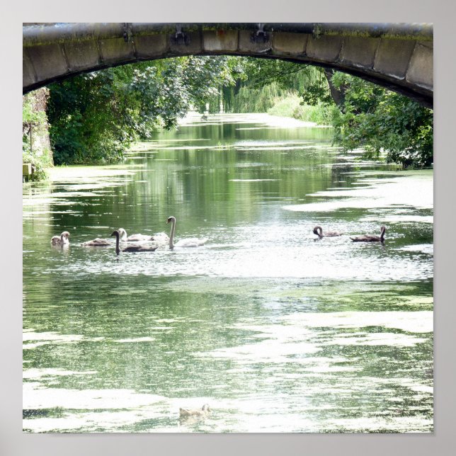 Swan-Familie am Fluss Poster (Vorne)