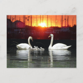 Swan Familie in Harbour Cust. BG DIY Postcard Postkarte