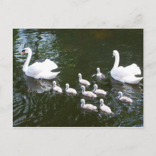 Swan-Familie Postkarte