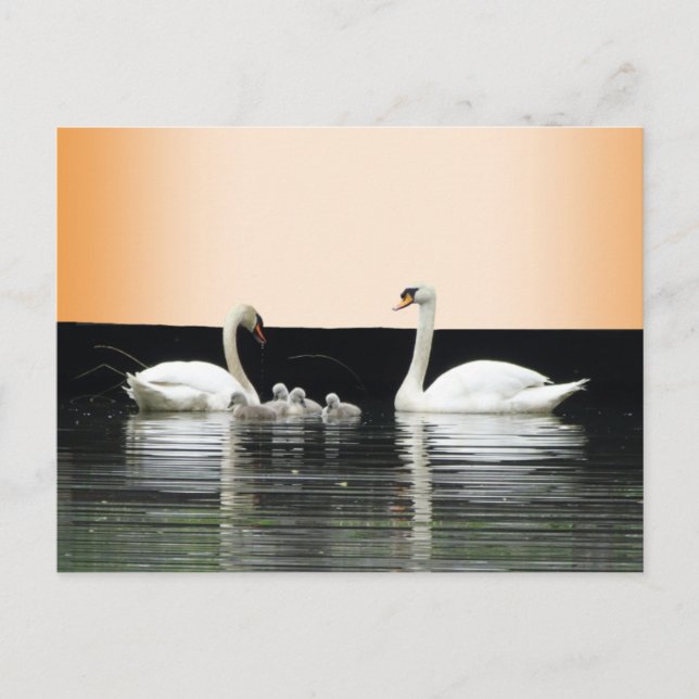 Swan Family Cust. BG Color DIY Postcard Postkarte (Vorderseite)