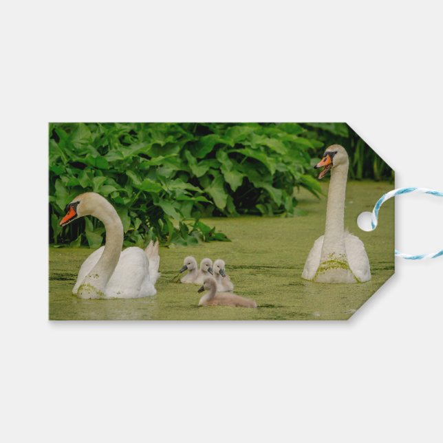 Swan Family Geschenkanhänger (Vorderseite (Horizontal))