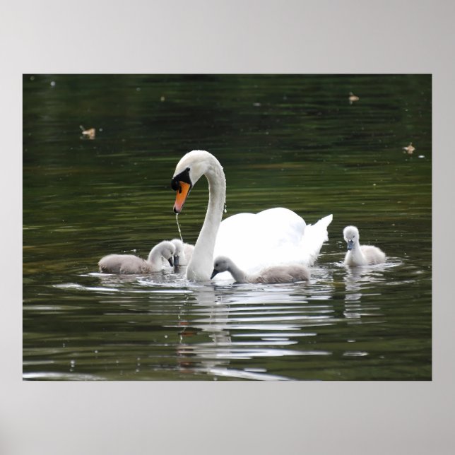 Swan Family Gift Wrap – Serene Water Scene with Mo Poster (Vorne)