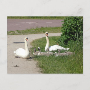 Swan Family on Cycle Path DIY Postkarte