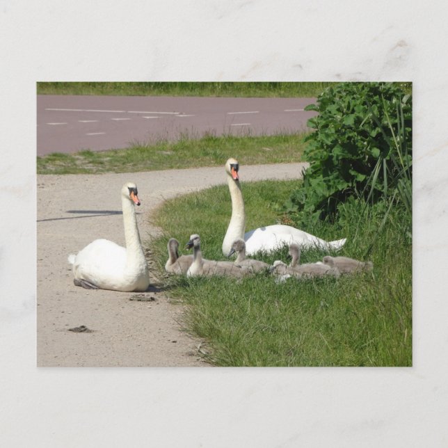Swan Family on Cycle Path DIY Postkarte (Vorderseite)