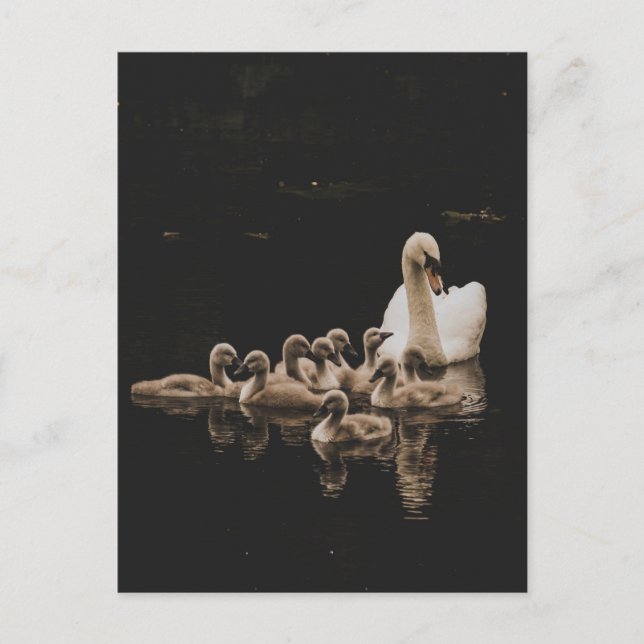 Swan Family, Postkarte (Vorderseite)