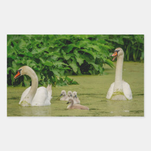 Swan Family Rechteckiger Aufkleber