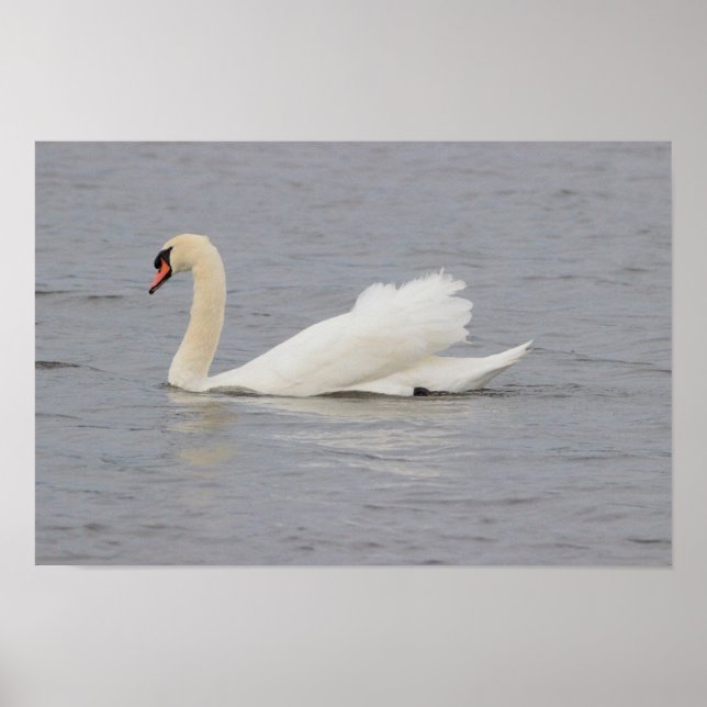 Swan Foto Poster (Vorne)