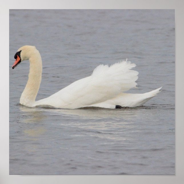 Swan Foto Poster (Vorne)