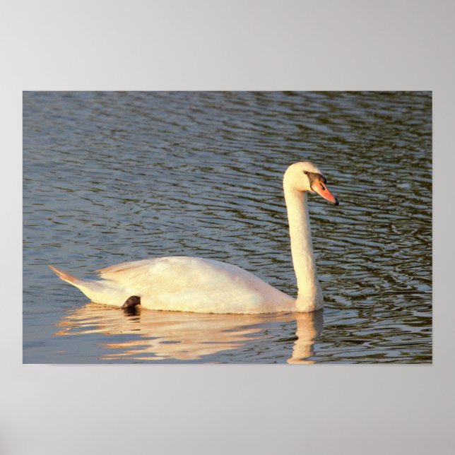Swan Foto Poster (Vorne)