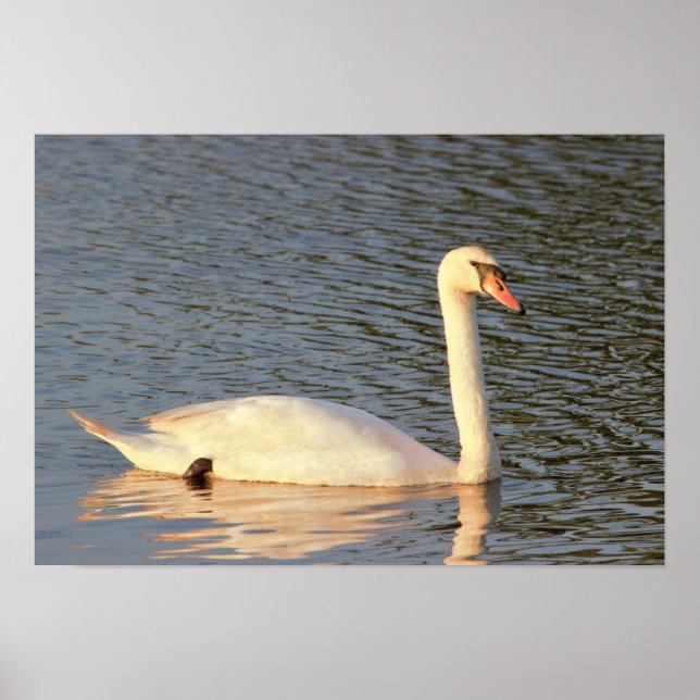 Swan Foto Poster (Vorne)