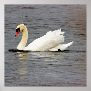 Swan Foto Poster