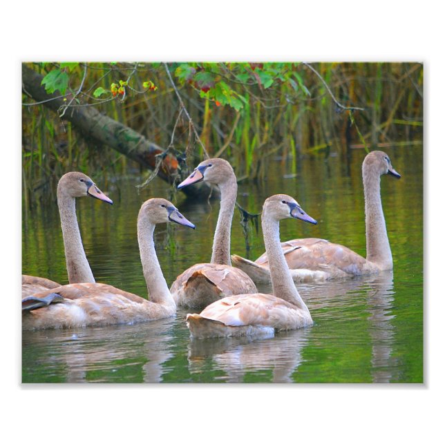 Swan Foto Print (Vorne)